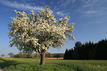 Obraz Jar na strome 1770